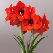 Mega Amaryllis Bulb Souvereign Set Orange Van Zyverden Amaryllis Bulbs Amaryllis Spring Plants