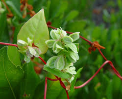 Image result for Fallopia