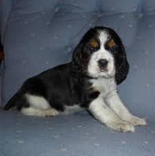 The english springer spaniel gets its name from their hunting style. English Springer Spaniel Puppies Akc For Sale In Afton New York Classified Americanlisted Com