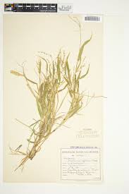 Image result for Urochloa deflexa