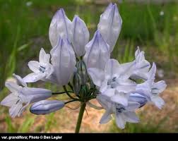 Image result for Tridactyle filifolia
