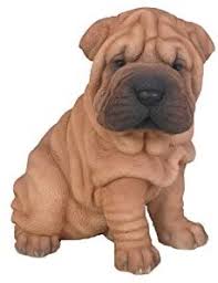 In this picture he is 9 weeks old. Amazon Com Hi Line Gift Ltd Sitting Shar Pei Puppy 625 Home Kitchen