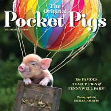 The Original Pocket Pigs Mini Wall Calendar 2021 Workman Publishing