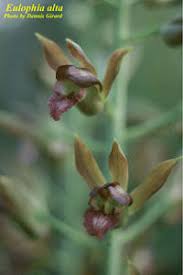 Image result for Eulophia alta