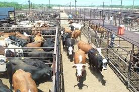At Livestock Auctions These Days People Are Seeing More And More Young Calves Because The Drought Is Forcing Ranchers To Dow Cattle Feed Cattle Barn Livestock