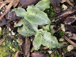 Image result for Goodyera