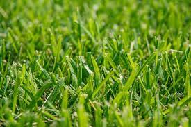 Sod & sodding service lawn maintenance. 0vhqg2u9 Soltm