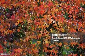 Image result for Altingiaceae