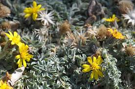 Image result for Heteropyxidaceae