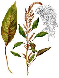 Image result for Amaranthus cruentus