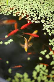 Watch our step by step installation ins. The Above Ground Pond Provides Thermal Mass In The Greenhouse