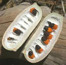 Image result for Afzelia