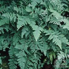 Image result for Cheilanthes