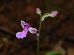 Image result for Psychotria sublyrata