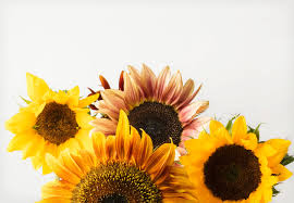 Doing so will feed the seeds and ensure that the plants have strong roots so they can grow large, healthy blooms. The Ultimate Sunflower Care Guide Ftd Com