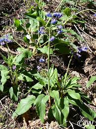 Image result for Rhipidoglossum delepierreanum