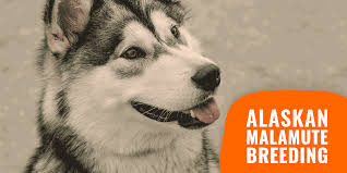 Alaskan malamute information including personality, history, grooming, pictures, videos, and the akc breed standard. How To Breed Alaskan Malamutes History Health Breeding Tips