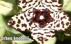 Image result for Orbea knobelii