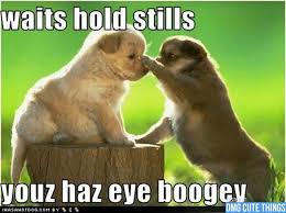 Animal Memes Omg Cute Things 082712 02 Jpg 600 448 Funny Animal Memes Funny Animals Cute Animal Memes