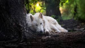 Download hd wallpaper in desktop and mobile resolutions. White Wolf Wallpaper 4k 2880x1620 Wallpaper Teahub Io