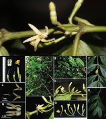 Image result for Canthium