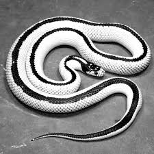 Black And White Snake Northern California Pin By Legion On Snake California King Snake Reptiles Reptile Snakes