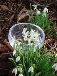 Snowdrop Flower Essences Flowers Wonderful Flowers