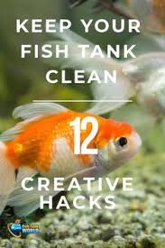 12 Creative Hacks To Keep Your Fish Tank Clean Fish Tank World Fish Tank Cleaning Cleaning Fish Beta Fish Tank