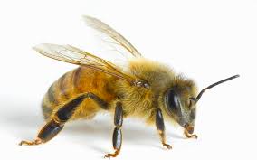 Types Of Honey Bees And Their Attributes Beepods