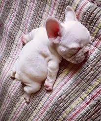 Home of the rare colored mini english & french bulldogs in tampa, florida usa. Just 20 Of The Cutest Mini French Bulldogs You Have Ever Seen Cute Animals Cute Baby Animals Baby Animals