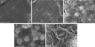 Image result for Potamogeton octandrus