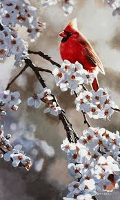 Spring Light Cardinal Terry Isaac Beautiful Birds Bird Pictures Pretty Birds