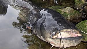 Große fische am laufenden band quot 100 kilo waller im doppelpack quot welsangeln am fluss. Riesen Wels In Bayern Der Fisch Ist Nicht Doof Bayern Sz De