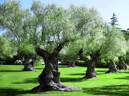Haie D Oliviers Jardim Minimalista Jardim Provencal