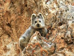 This Is The First Lli Pika Seen In 20 Years It Was Spotted In China S Tianshan Mountains Last Summer Endangered Animals Rare Animals Cute Endangered Animals