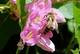 Image result for Antigonon leptopus