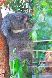 first time in taipei zoo koalas koala bear zoo