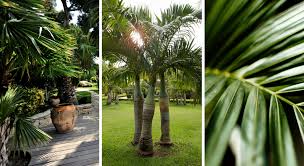 Le phoenix ou palmier des canaries est plus gélif. Palmier 9 Infos A Savoir Pour L Adopter Dans Son Jardin