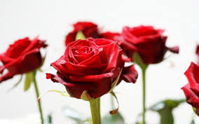 Download, share or upload your own one! Red Rose Hd Wallpapers Wallpaper Cave