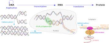 Mrna or dna or spike protein. The Central Dogma And Transcription