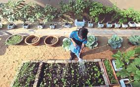 Kami mengumpulkan masalah berkebun umum di seluruh negeri dan menawarkan beberapa solusi cerdas. Sayur Penghias Rumah Harian Metro