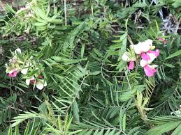 Image result for Tephrosia reptans