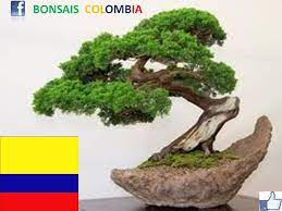 Join us and be a bonsai member. Bonsais Colombia Home Facebook