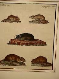 Ratten gelten als überträger gefährlicher krankheiten. Ratten Und Mause Der Caraco Die Wander Ratte Bertuch Friedrich J Buch Gebraucht Kaufen A022ccpv01zzt