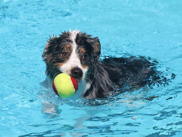 Keep It Cool This Summer: Tips For Taking Dogs Swimming