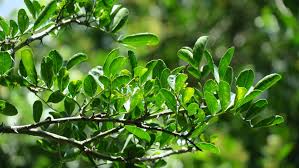 Image result for Zanthoxylum lindense