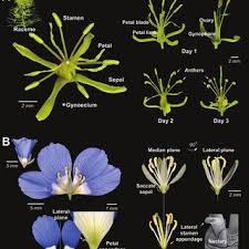 Image result for Brassicaceae