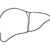The right lobe liver has four sections. 1