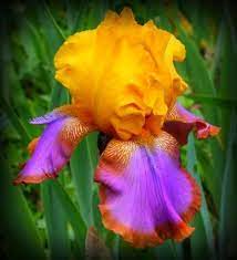 Amazon Com Gladys Austin Tall Bearded Iris Rhizome Iridaceae 1 Bulb Rhizome Patio Lawn Garden Iris Garden Bulbous Plants Iris Flowers