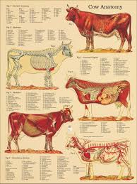Cow Skeletal Internal Anatomy Poster 18 X 24 Etsy Large Animal Vet Anatomy Animal Skeletons